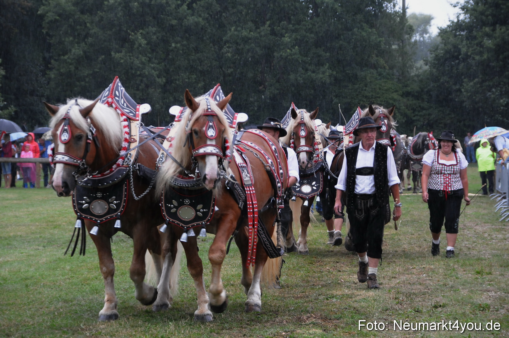 Pferde und Fohlenschau 190813 0052