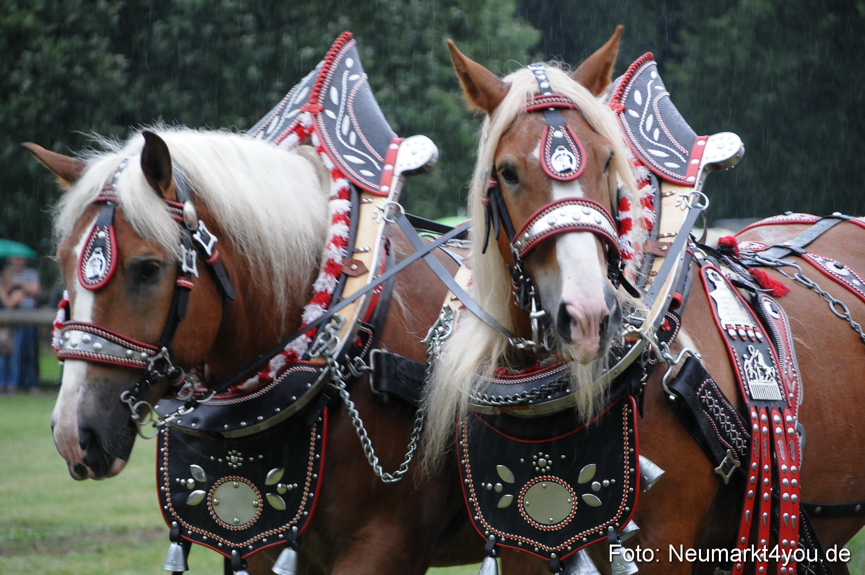 Pferde und Fohlenschau 190813 0053