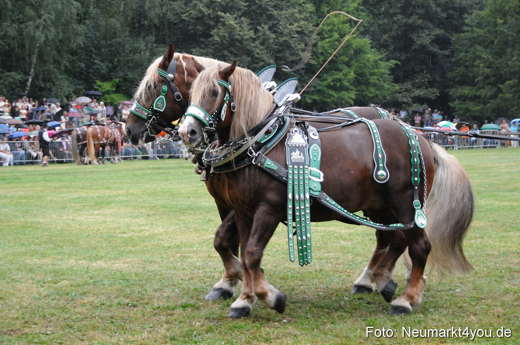 Pferde und Fohlenschau 190813 0057