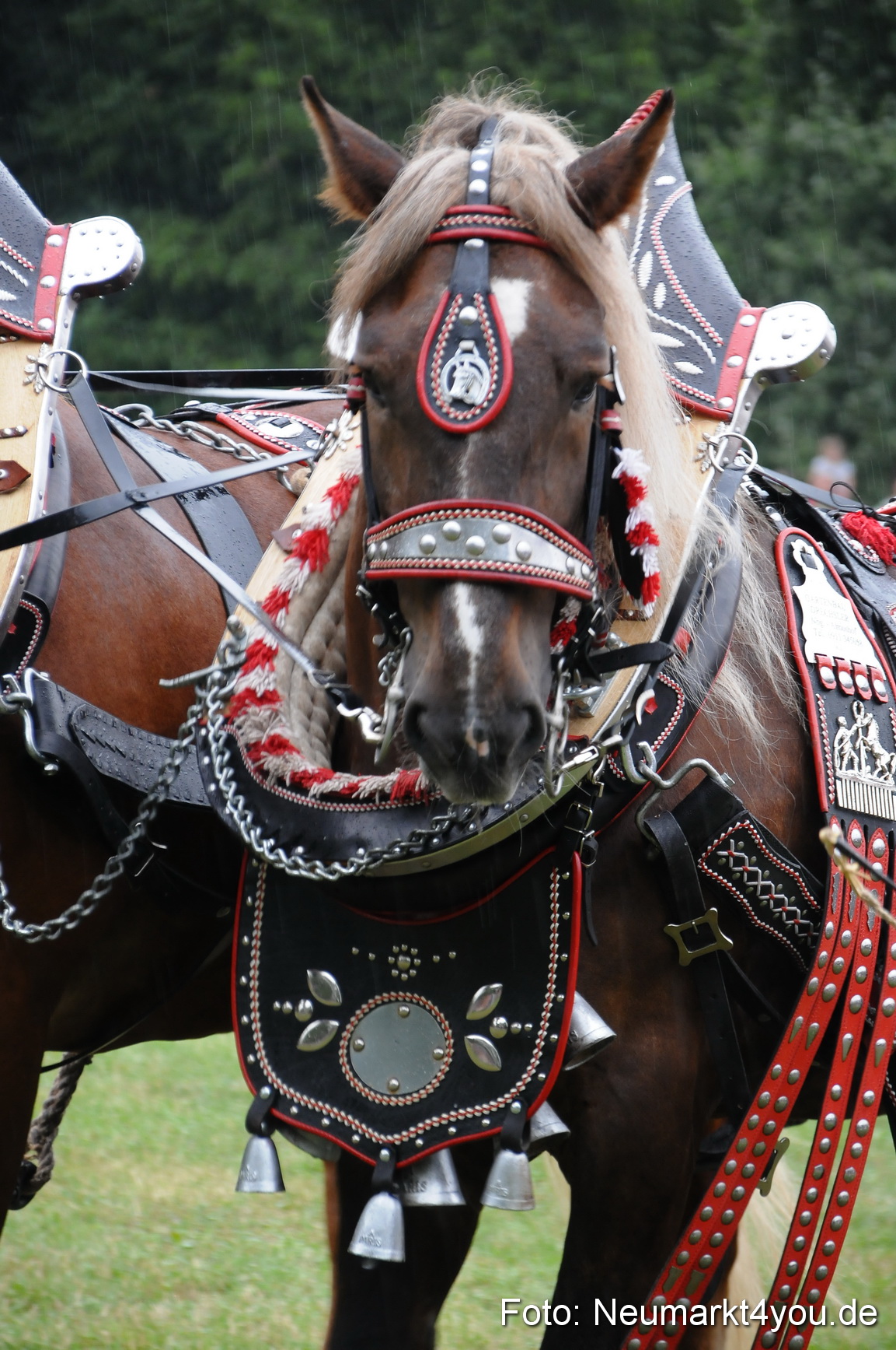 Pferde und Fohlenschau 190813 0058