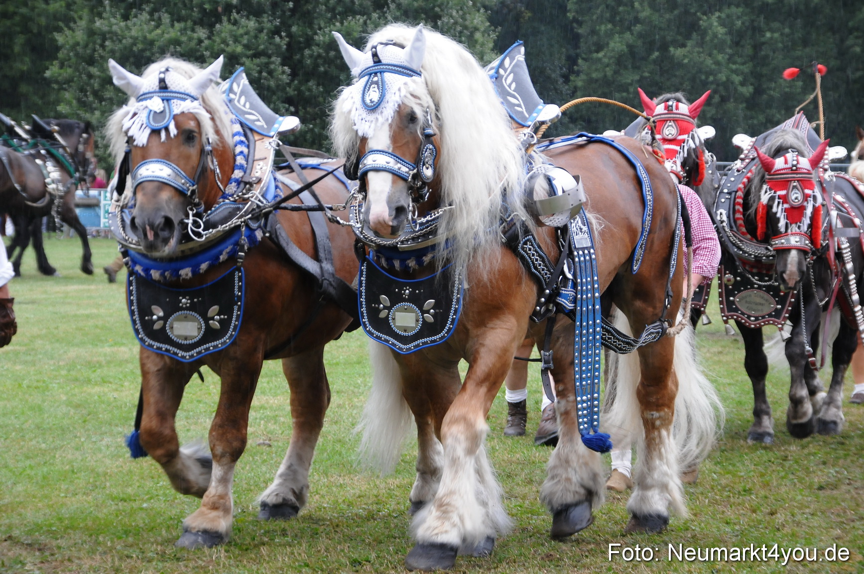 Pferde und Fohlenschau 190813 0059