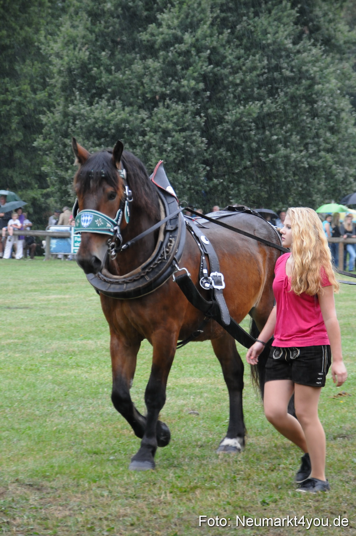 Pferde und Fohlenschau 190813 0060