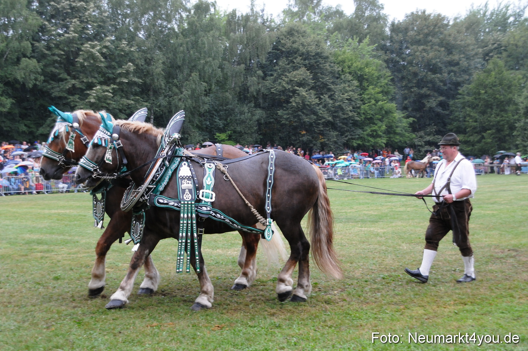 Pferde und Fohlenschau 190813 0062