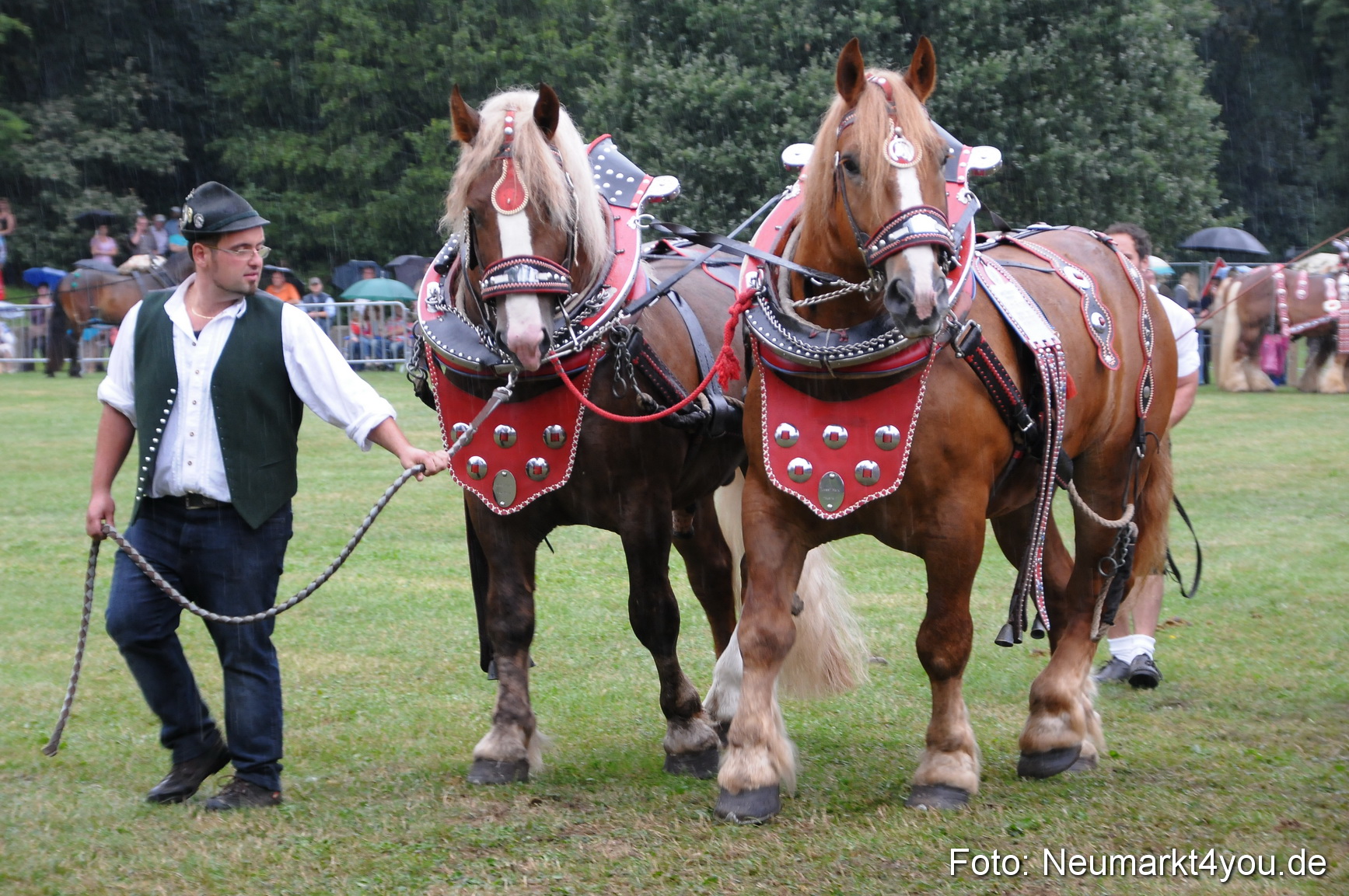Pferde und Fohlenschau 190813 0064