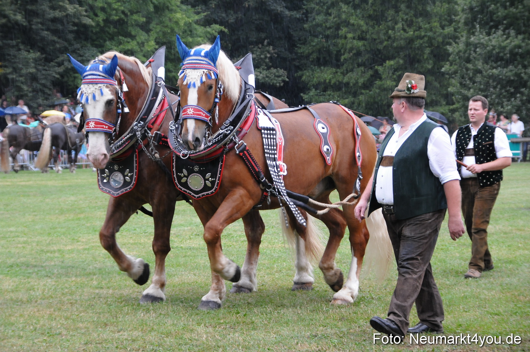 Pferde und Fohlenschau 190813 0065