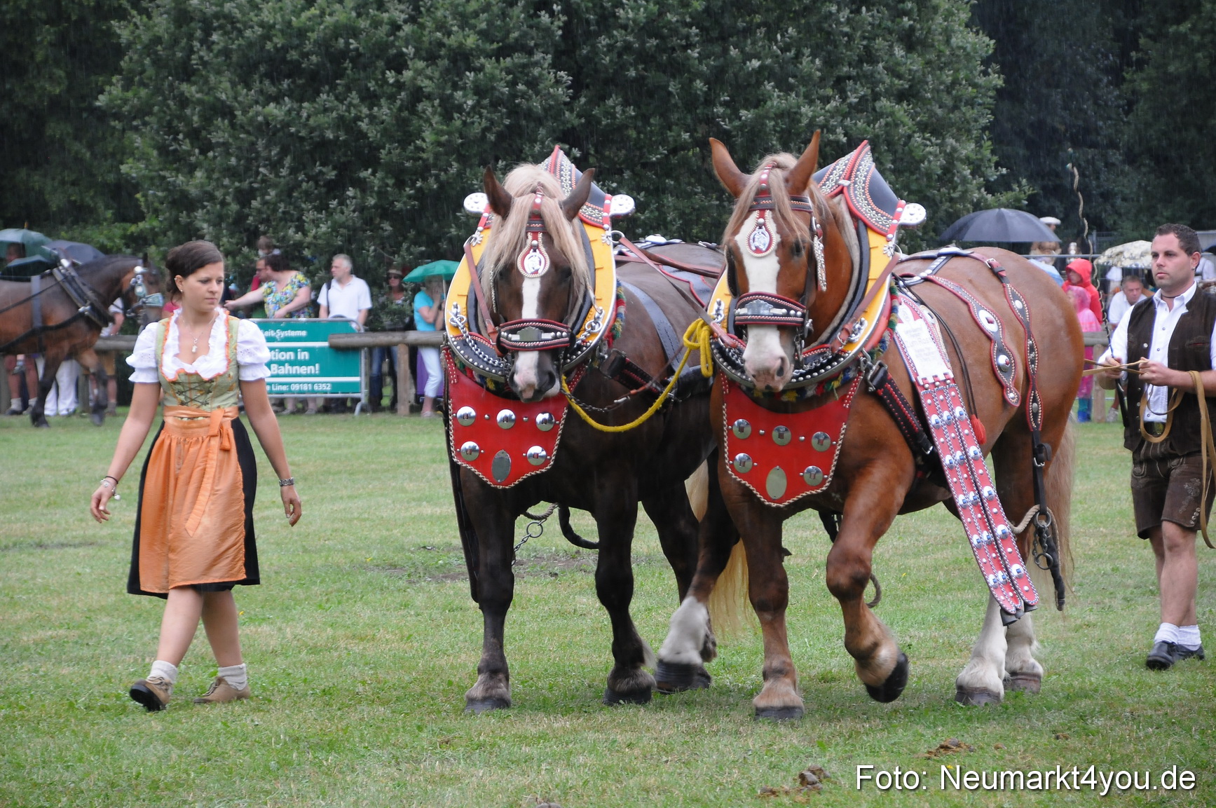 Pferde und Fohlenschau 190813 0066