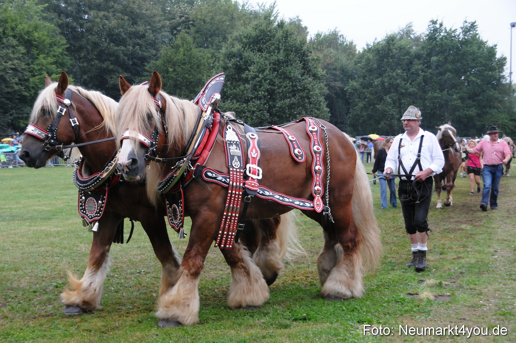 Pferde und Fohlenschau 190813 0067