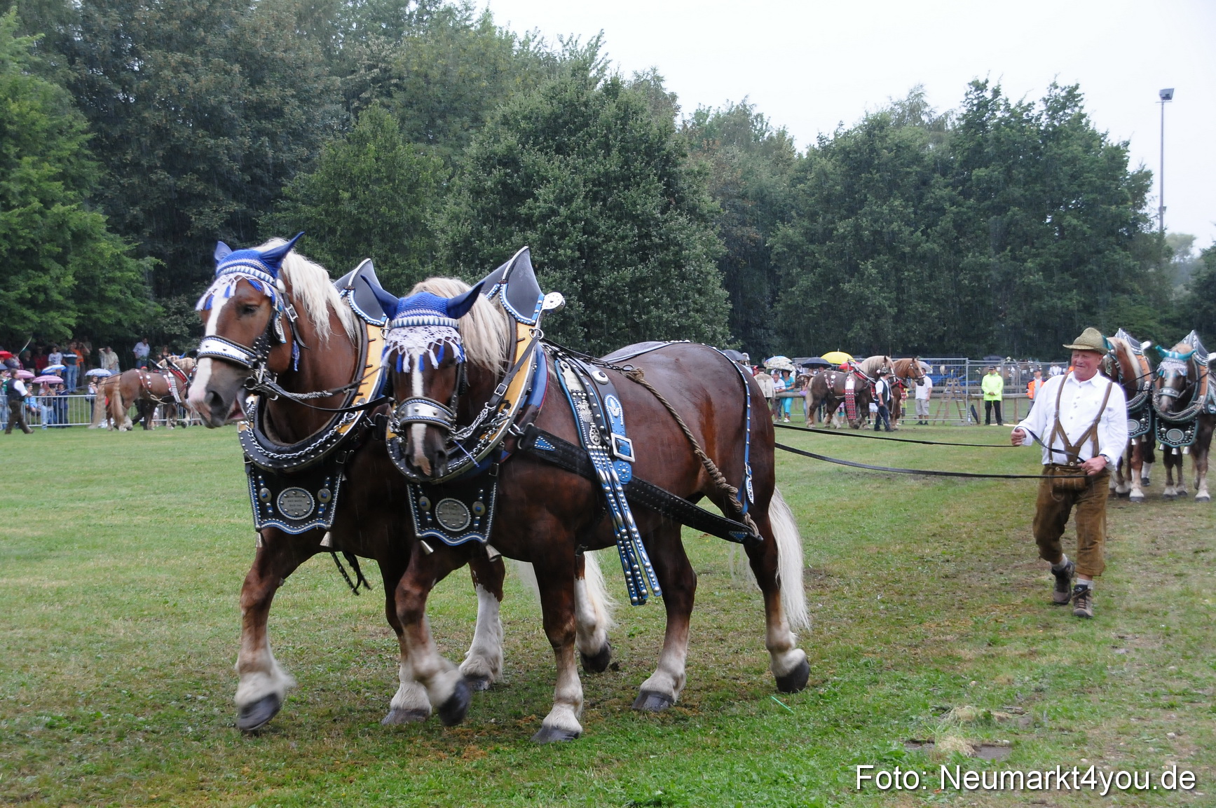 Pferde und Fohlenschau 190813 0070