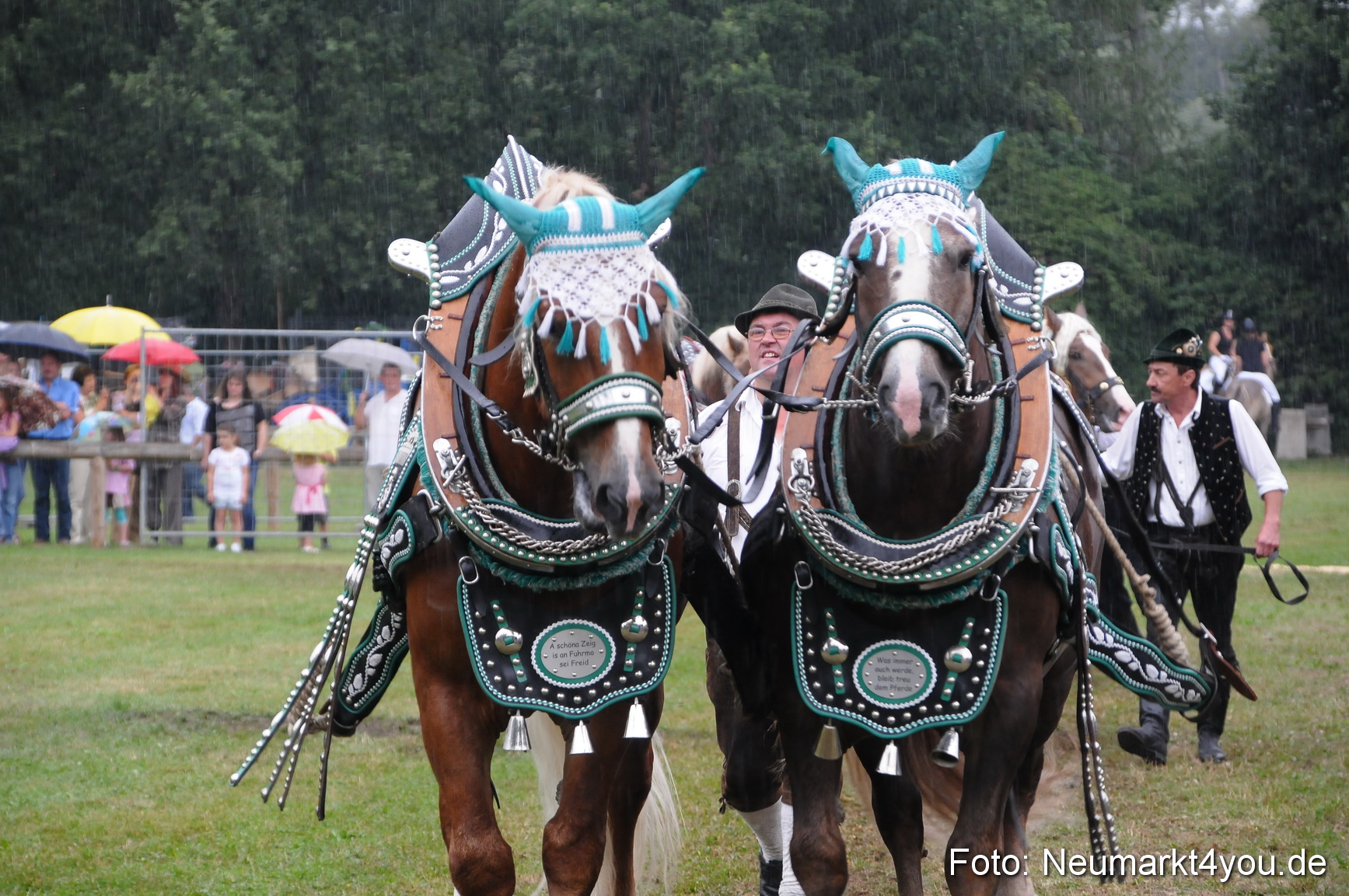 Pferde und Fohlenschau 190813 0071
