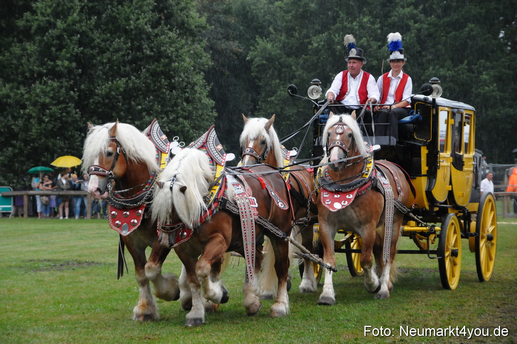 Pferde und Fohlenschau 190813 0088