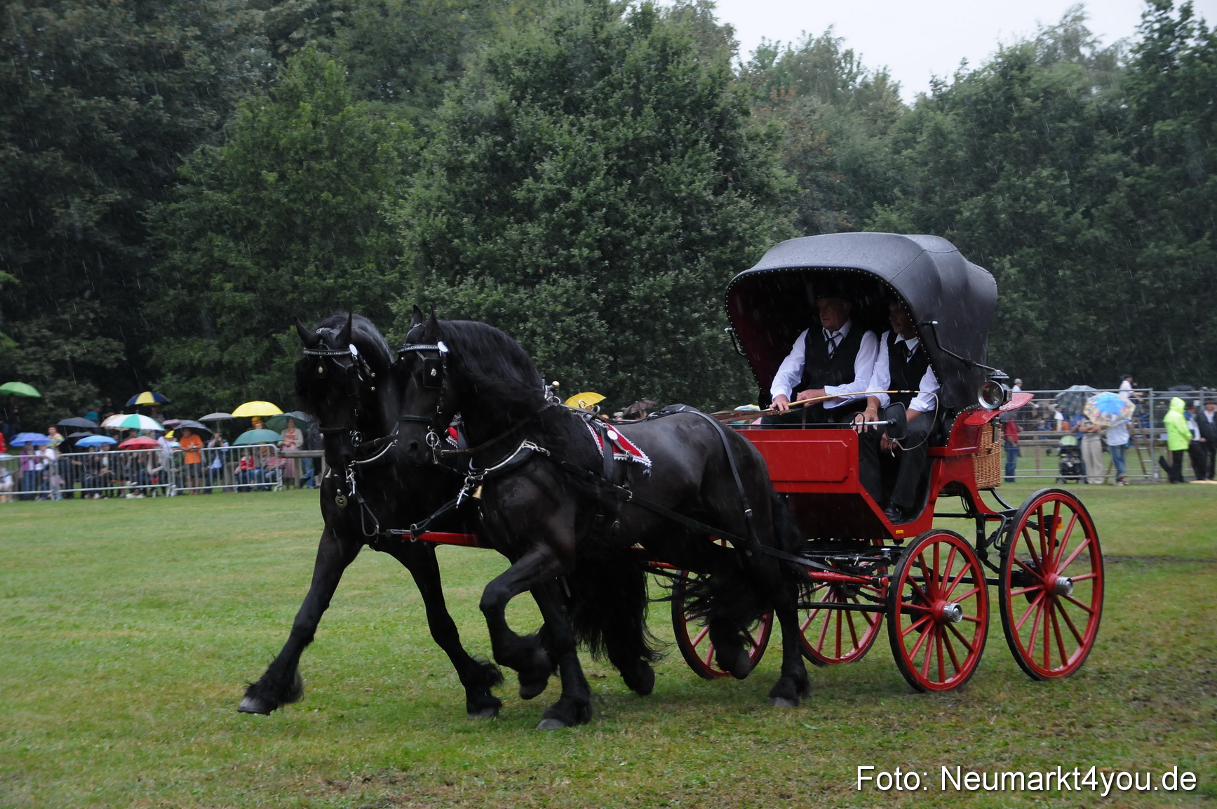 Pferde und Fohlenschau 190813 0089