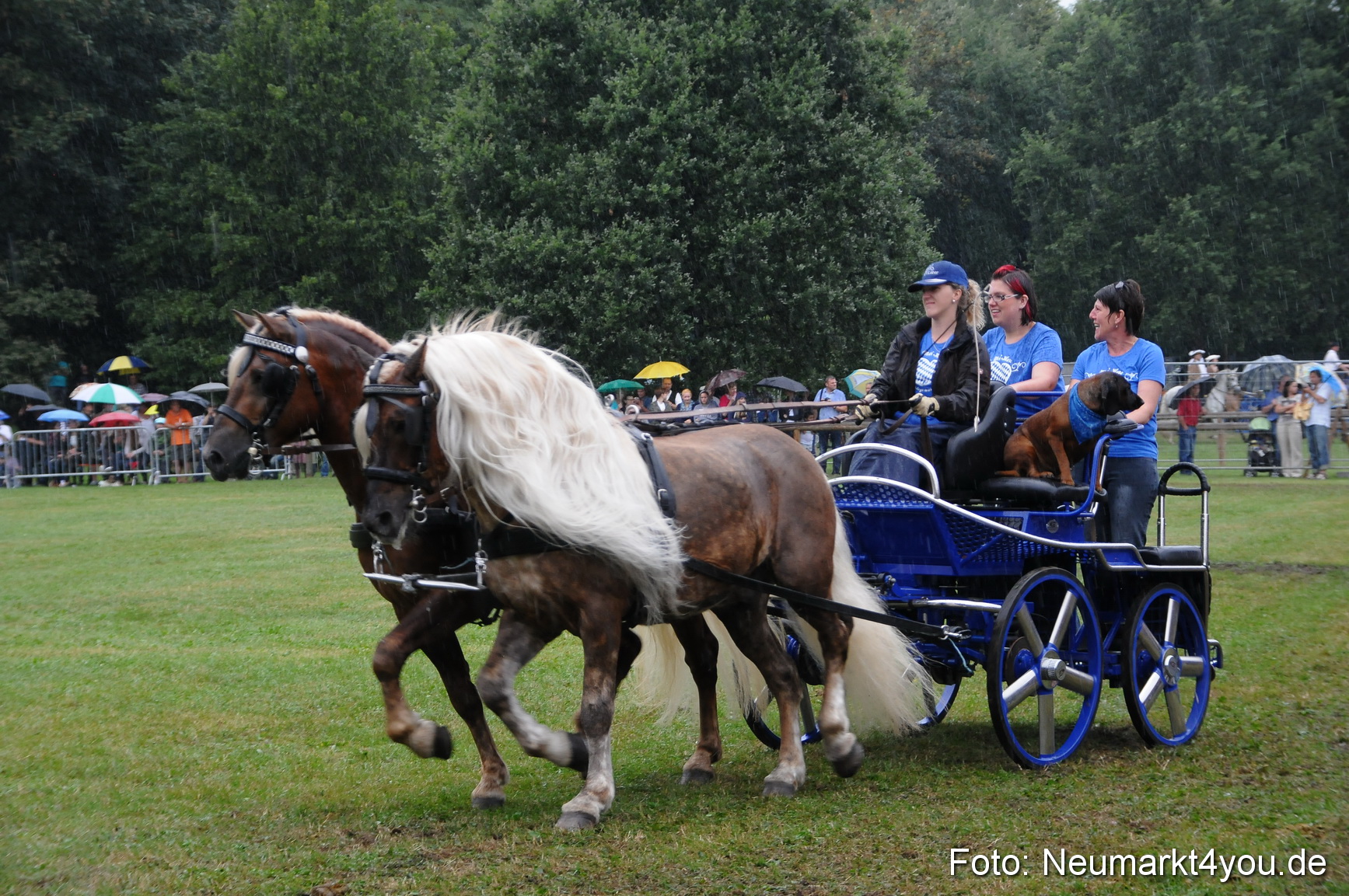 Pferde und Fohlenschau 190813 0090