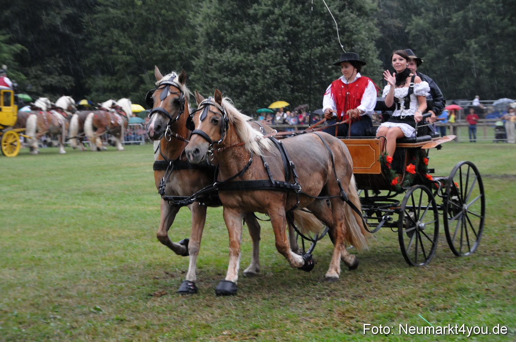Pferde und Fohlenschau 190813 0091