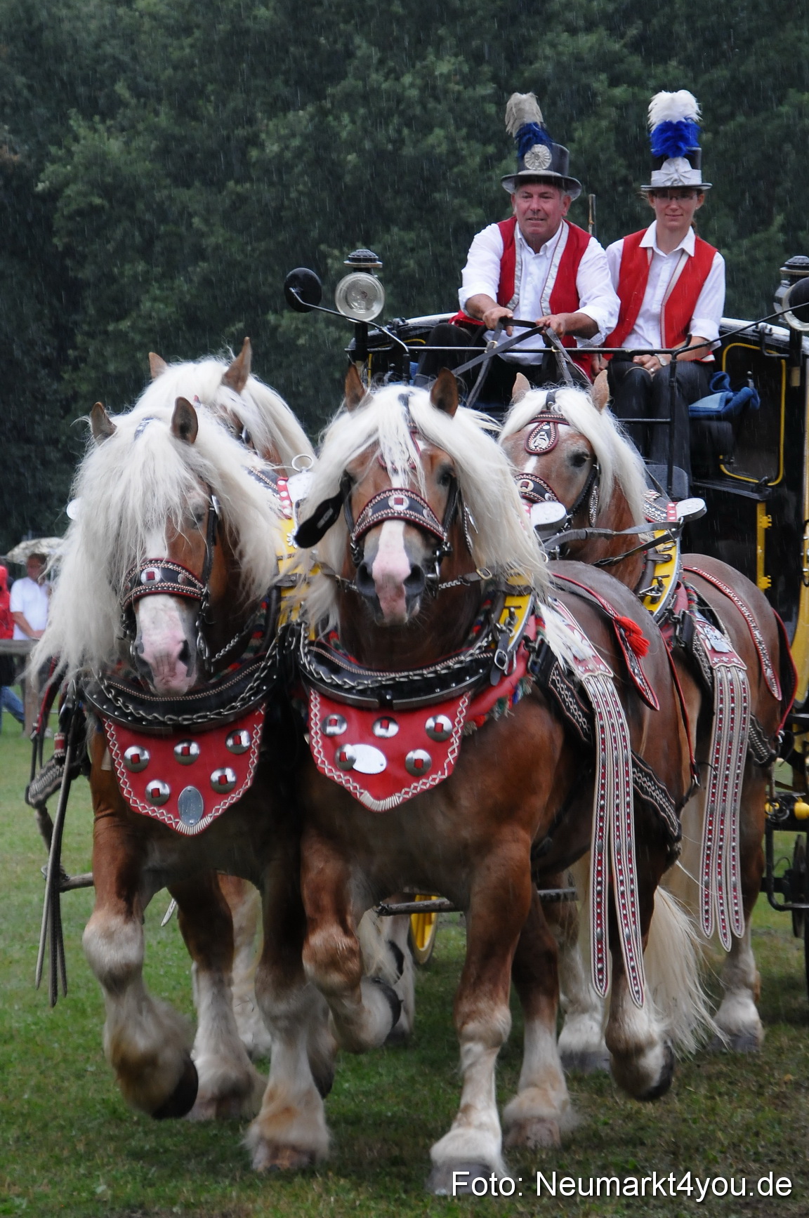Pferde und Fohlenschau 190813 0093