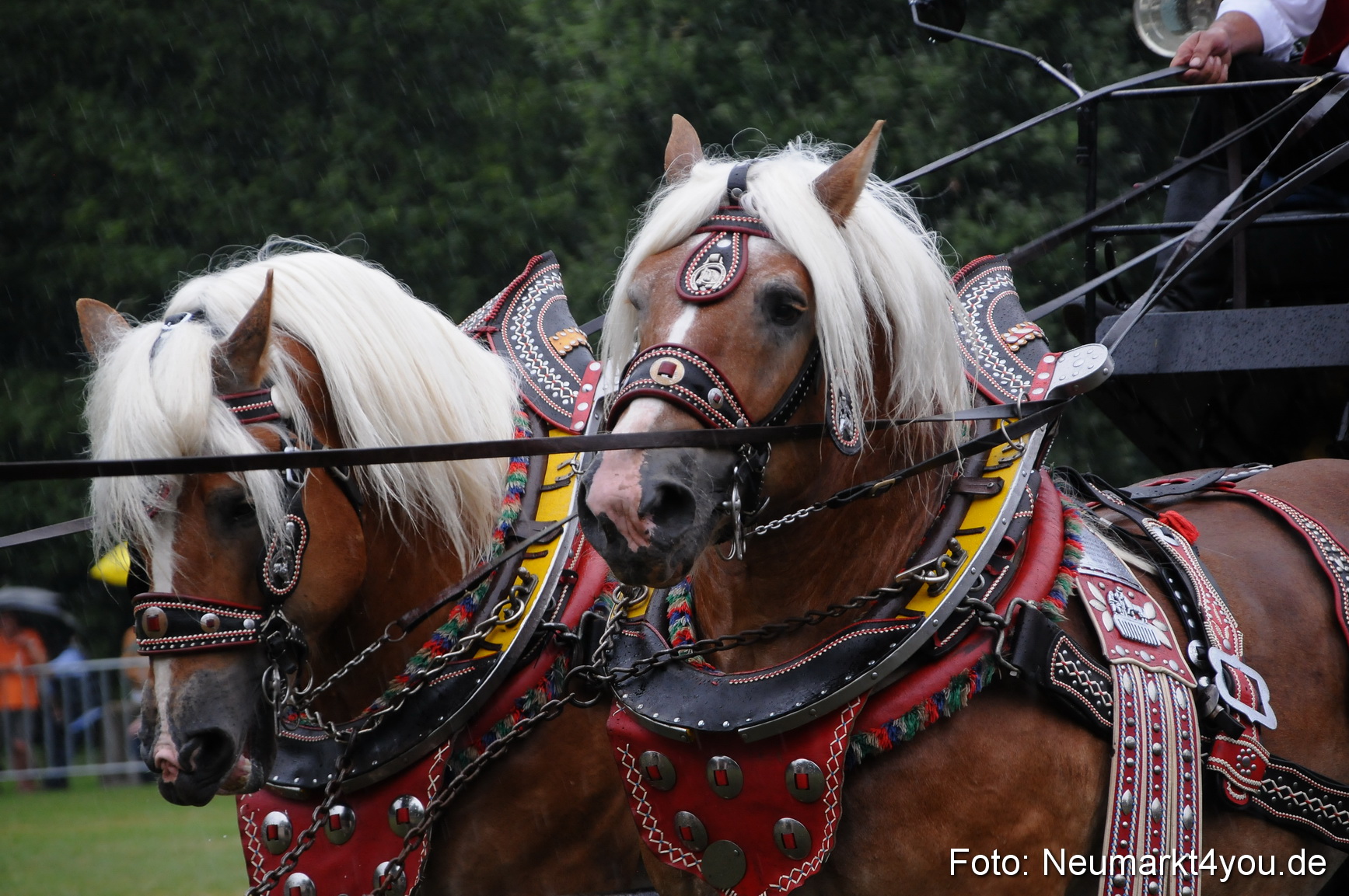 Pferde und Fohlenschau 190813 0098