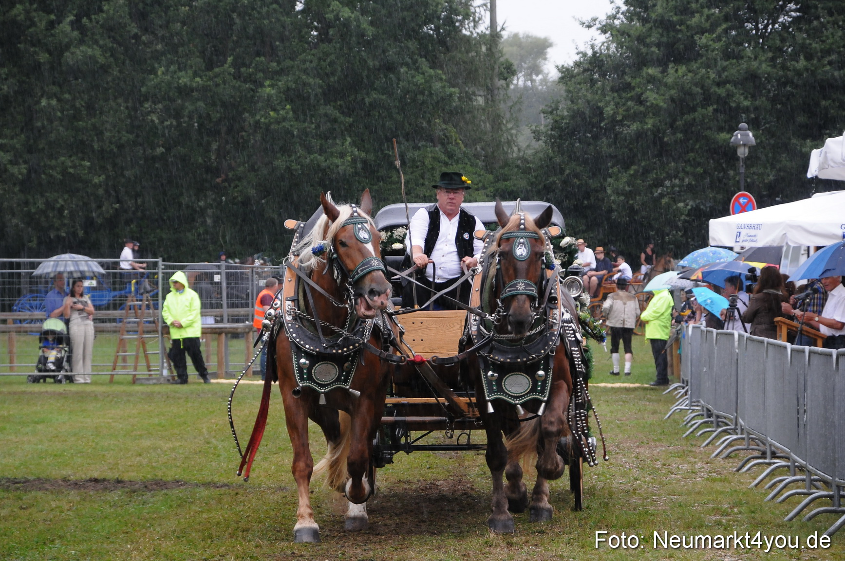 Pferde und Fohlenschau 190813 0101