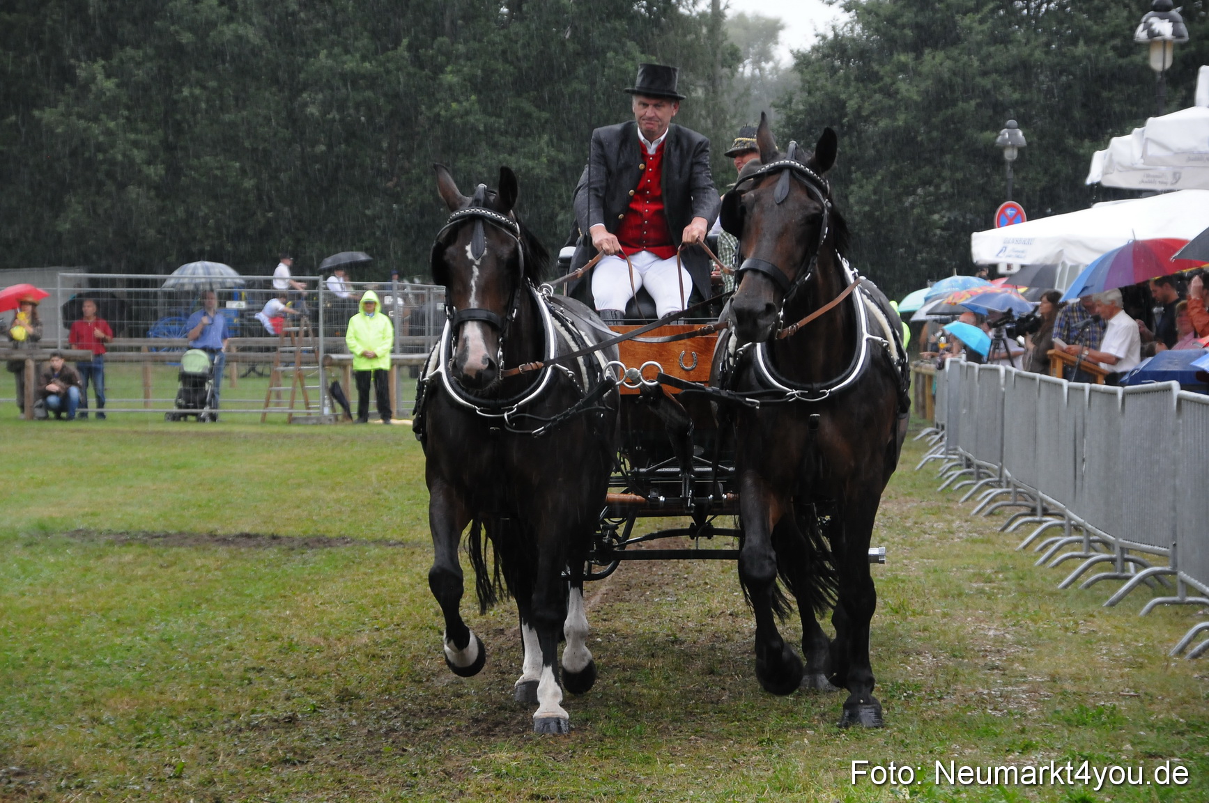 Pferde und Fohlenschau 190813 0110