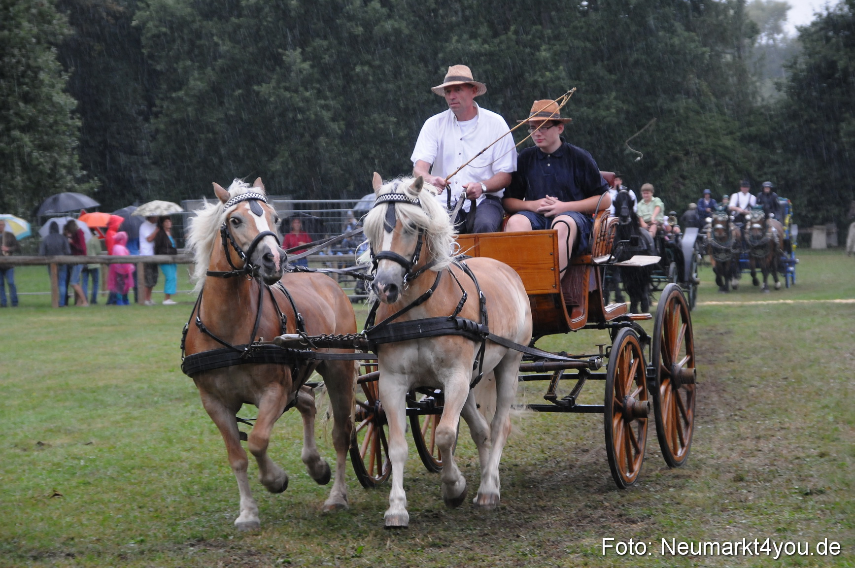 Pferde und Fohlenschau 190813 0111