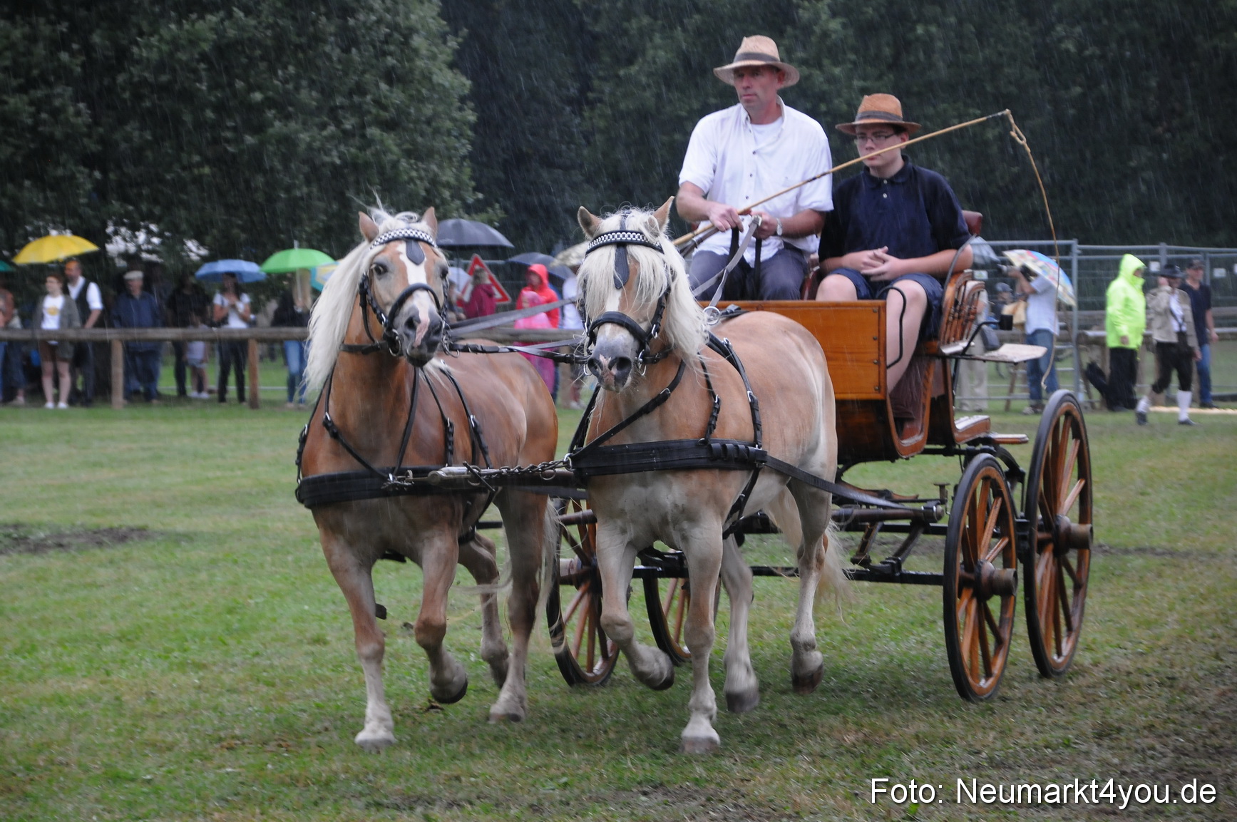 Pferde und Fohlenschau 190813 0116