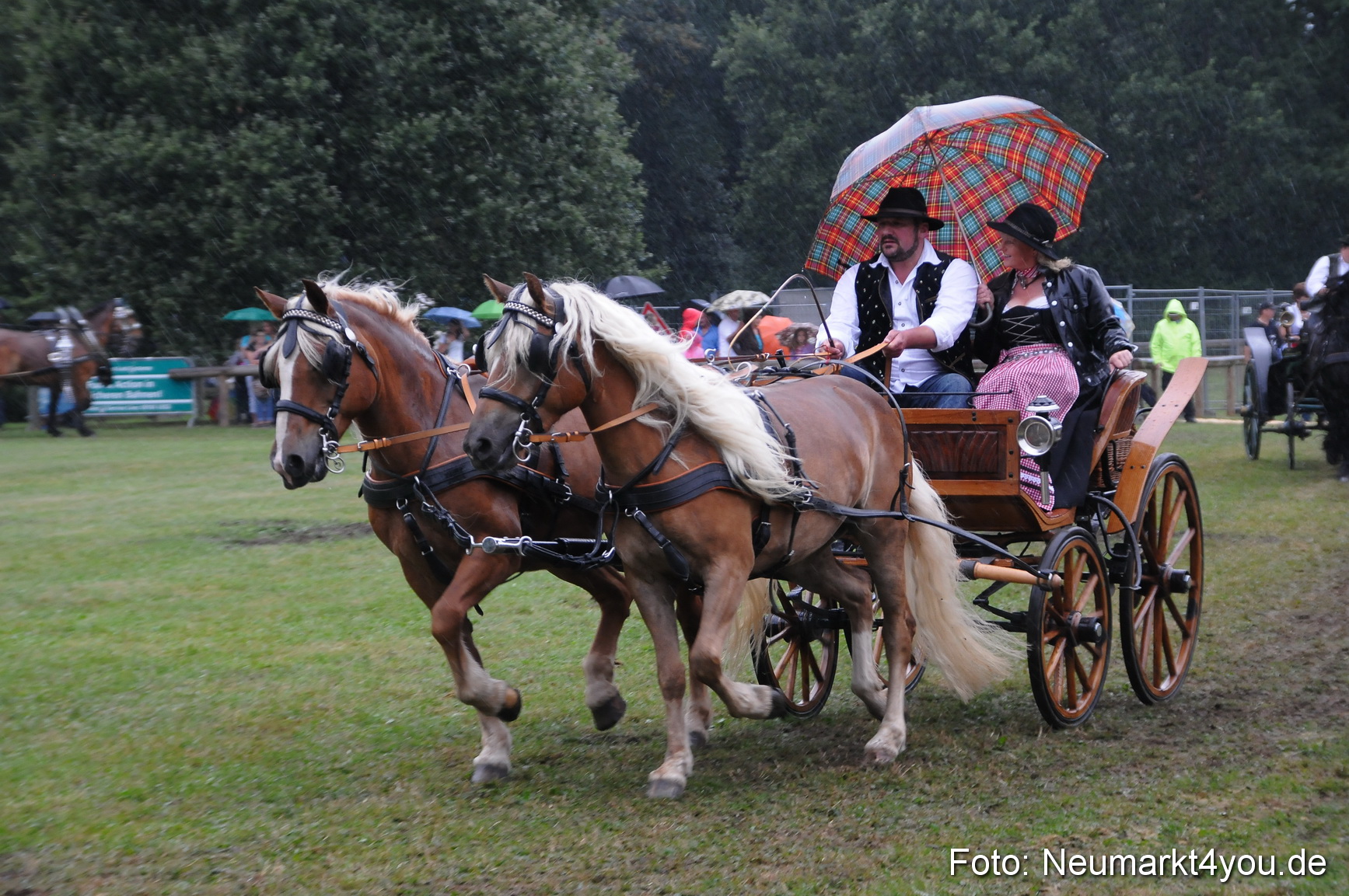 Pferde und Fohlenschau 190813 0117