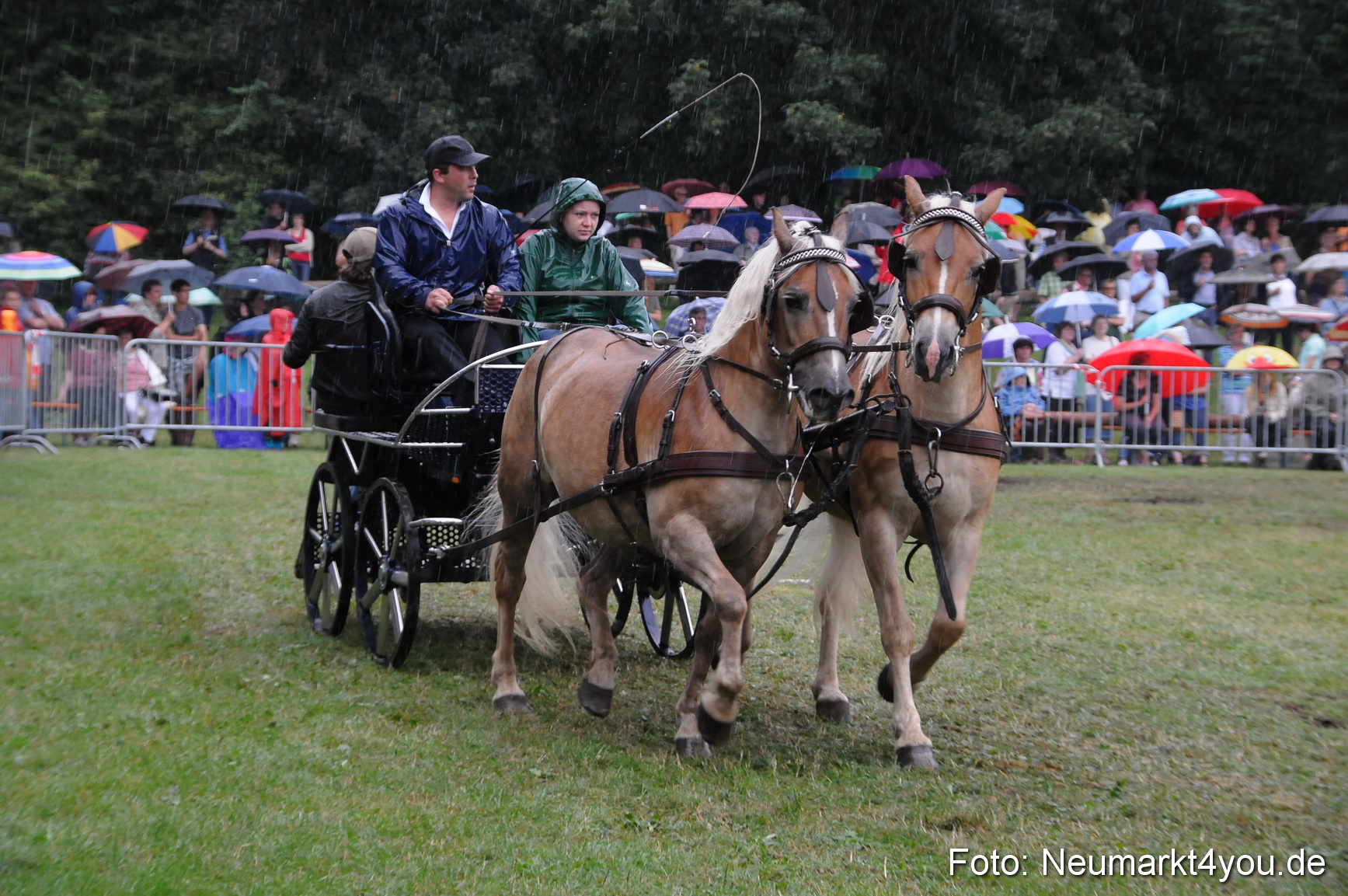 Pferde und Fohlenschau 190813 0121