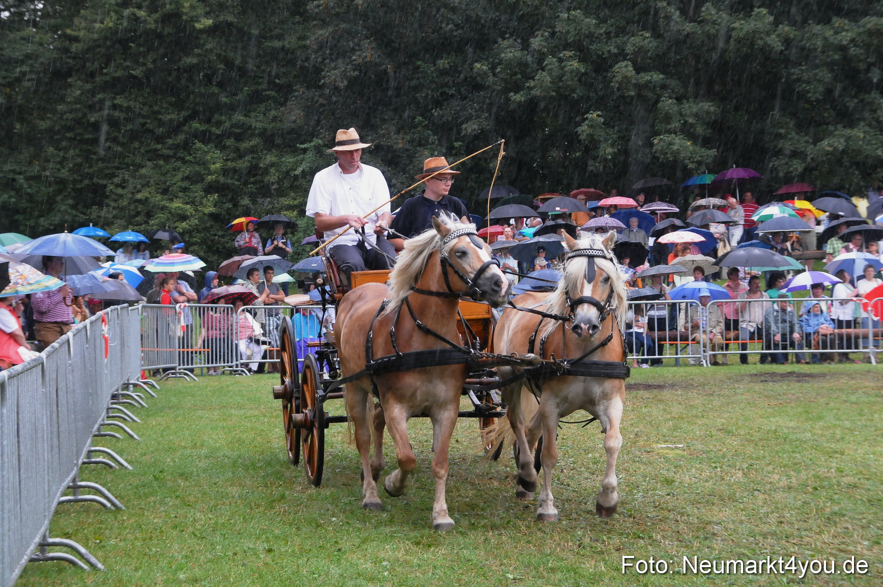 Pferde und Fohlenschau 190813 0122