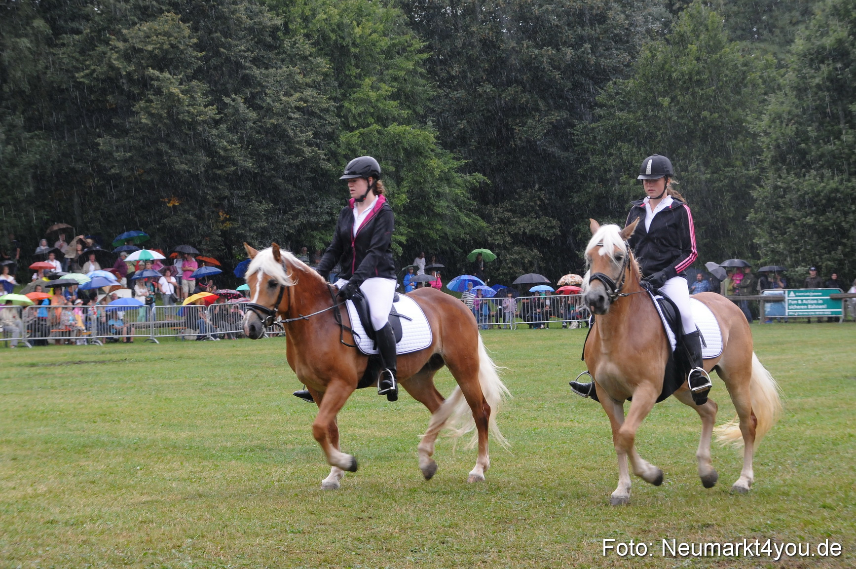 Pferde und Fohlenschau 190813 0124
