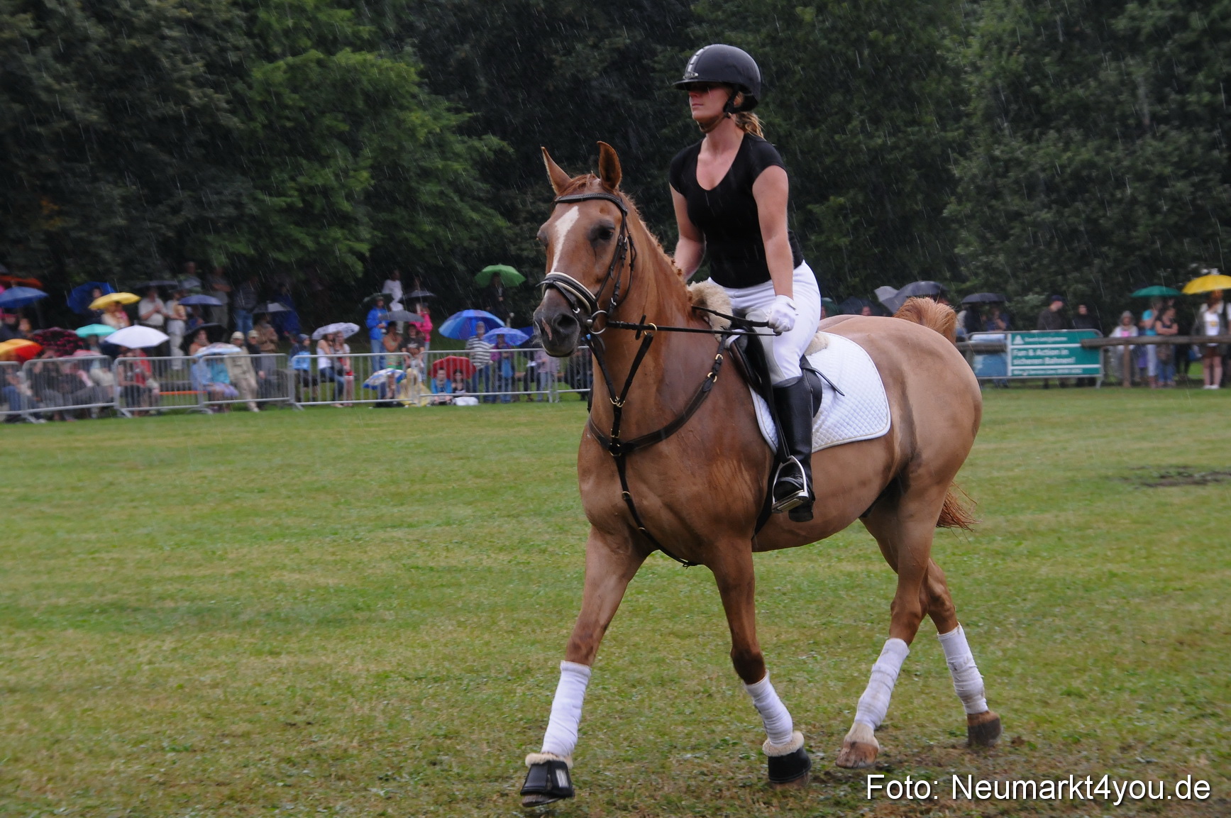 Pferde und Fohlenschau 190813 0125