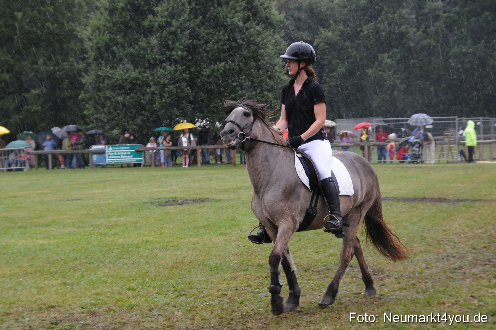 Pferde und Fohlenschau 190813 0126