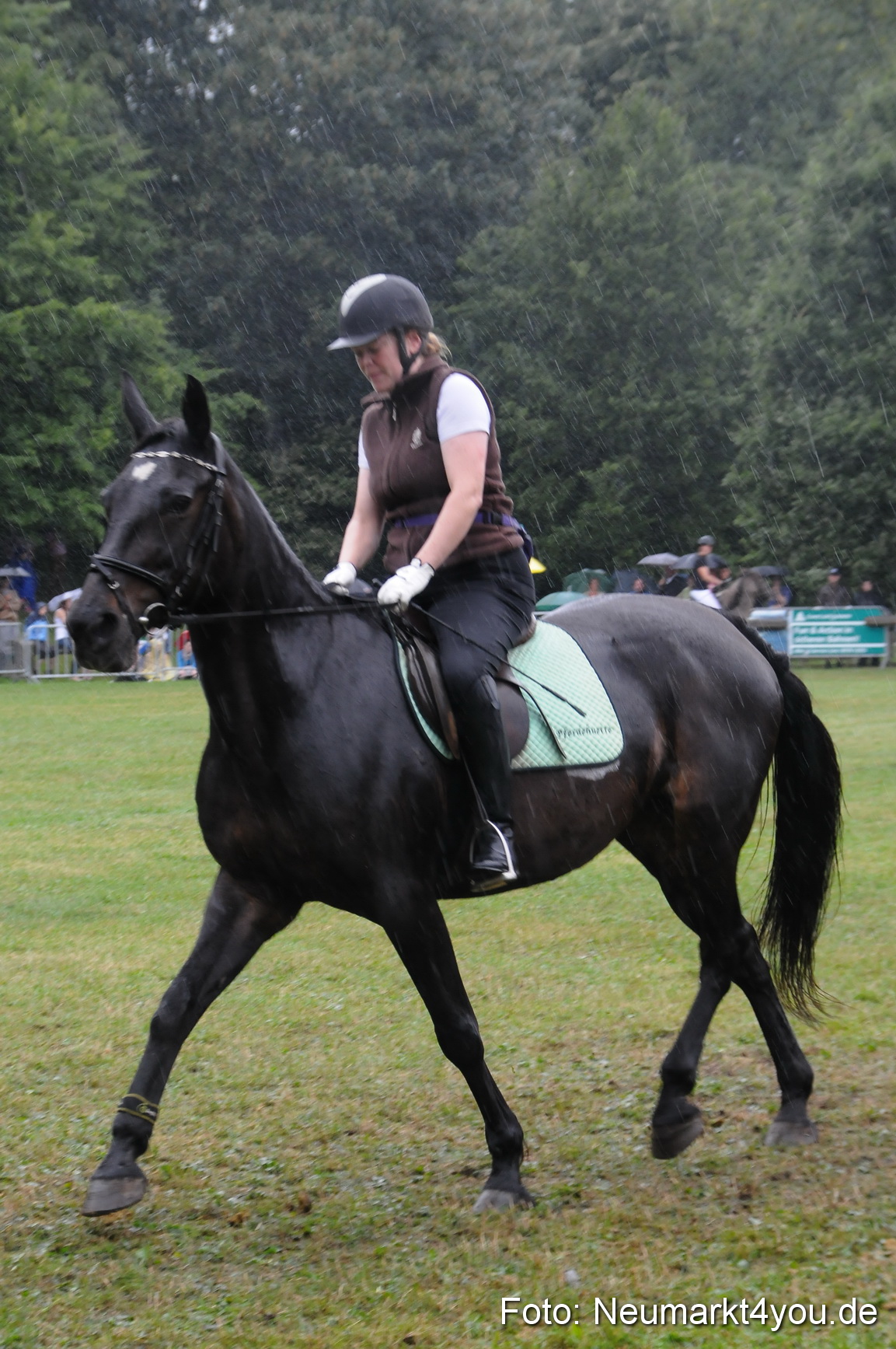 Pferde und Fohlenschau 190813 0128