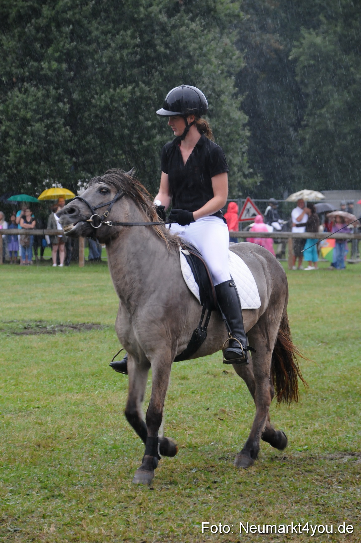 Pferde und Fohlenschau 190813 0131