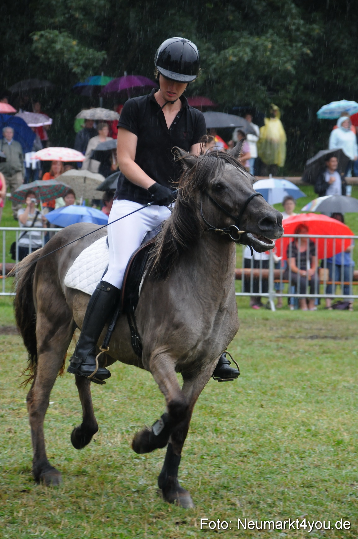 Pferde und Fohlenschau 190813 0136