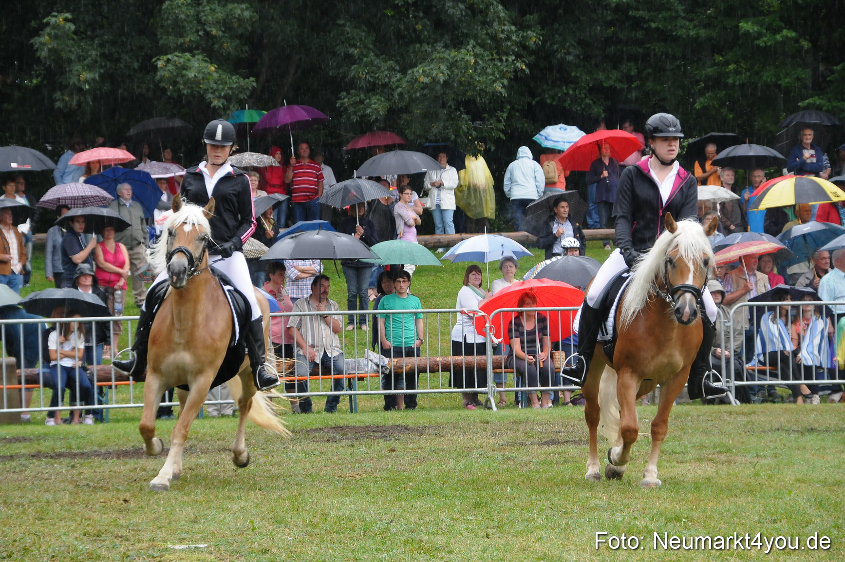 Pferde und Fohlenschau 190813 0138