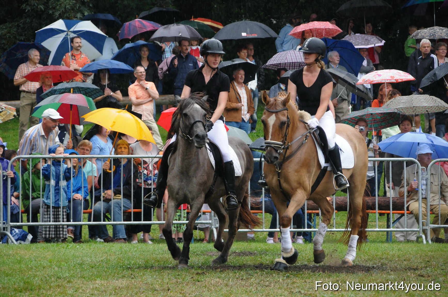 Pferde und Fohlenschau 190813 0139