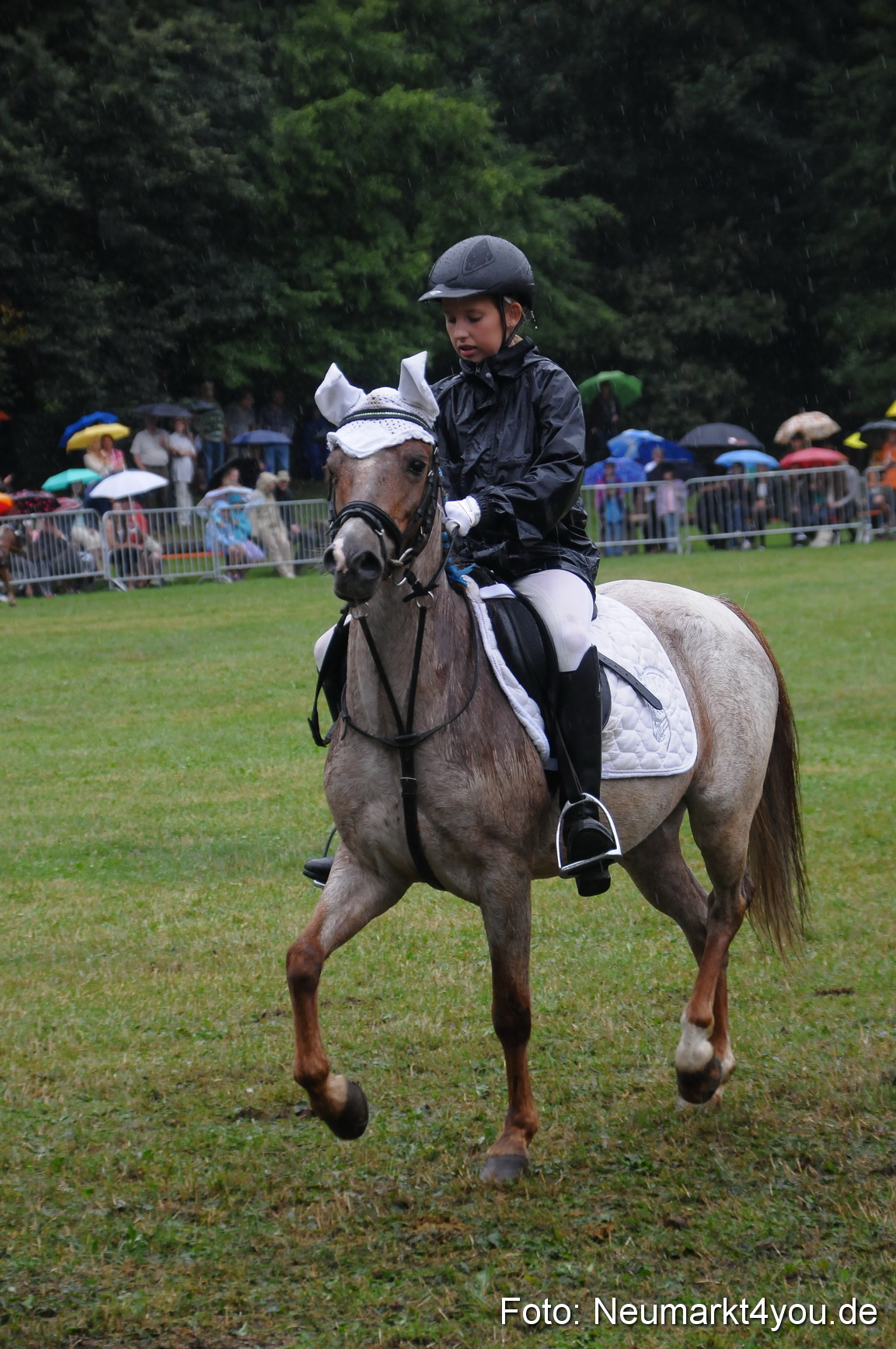 Pferde und Fohlenschau 190813 0144