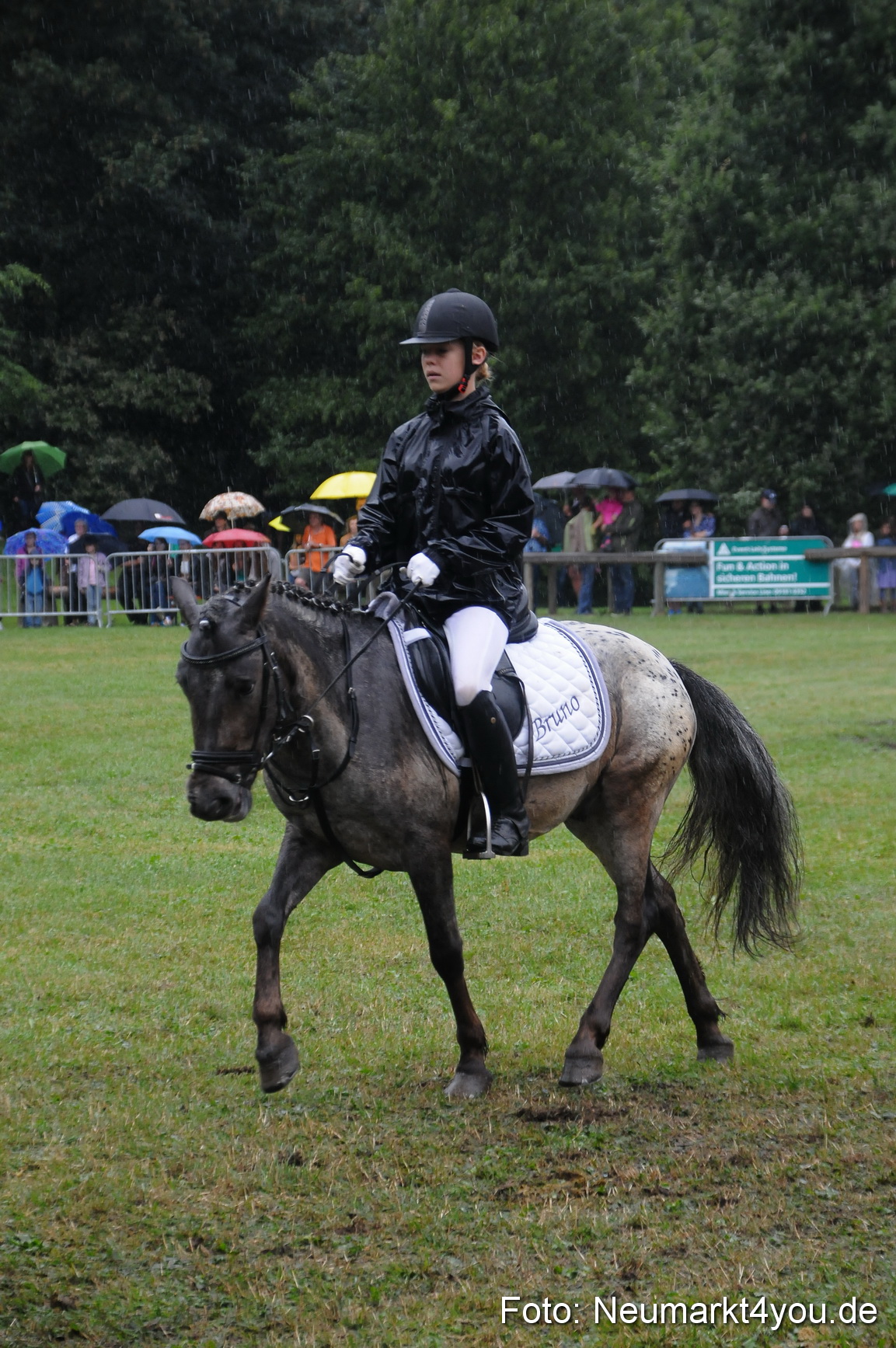 Pferde und Fohlenschau 190813 0145