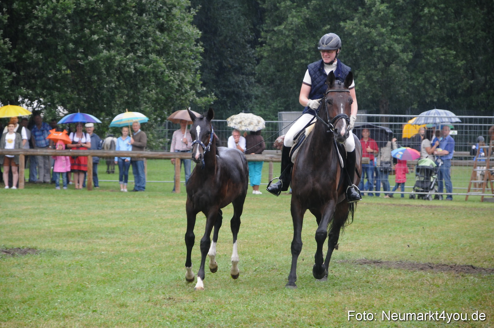 Pferde und Fohlenschau 190813 0150