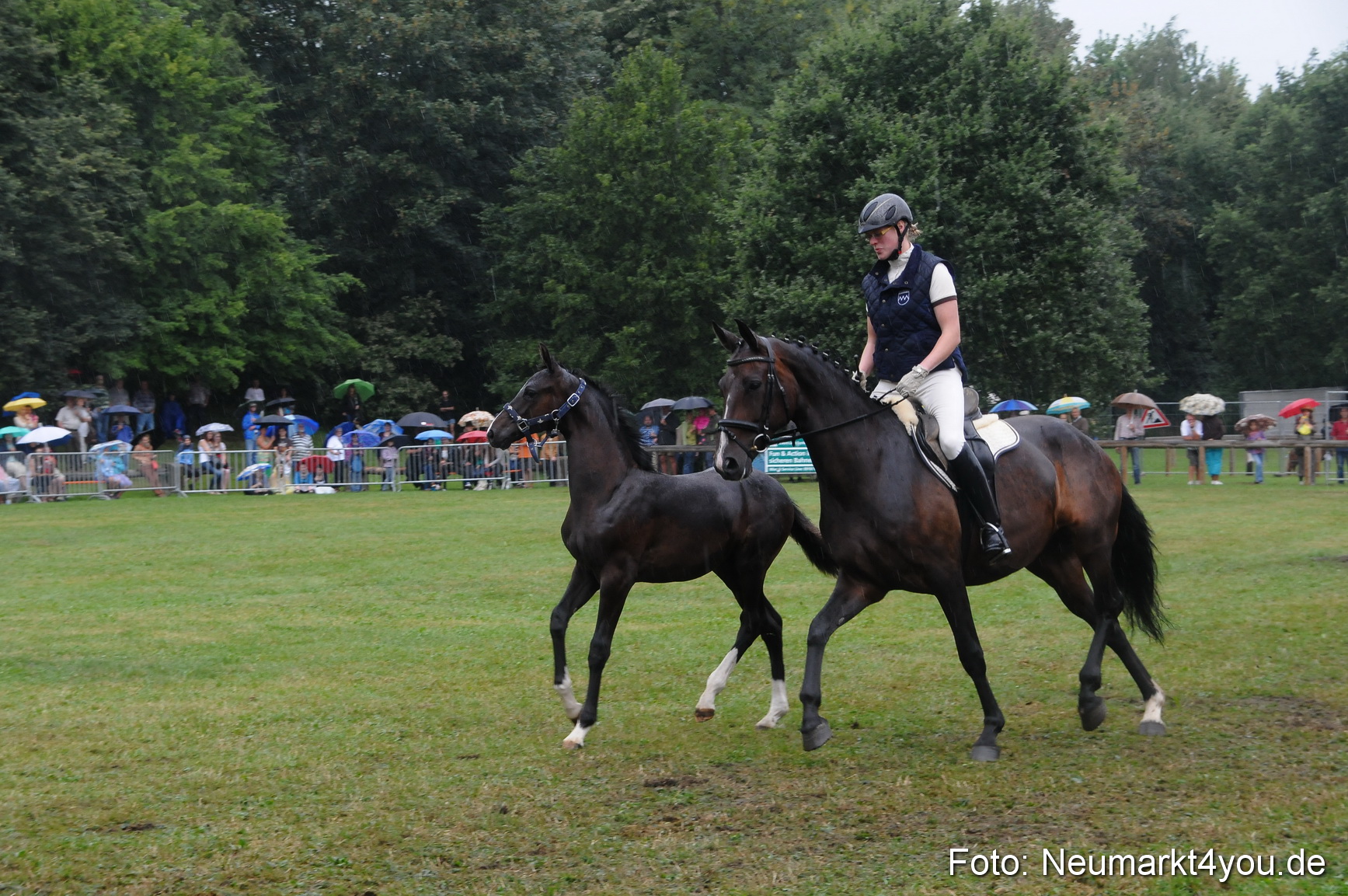 Pferde und Fohlenschau 190813 0151