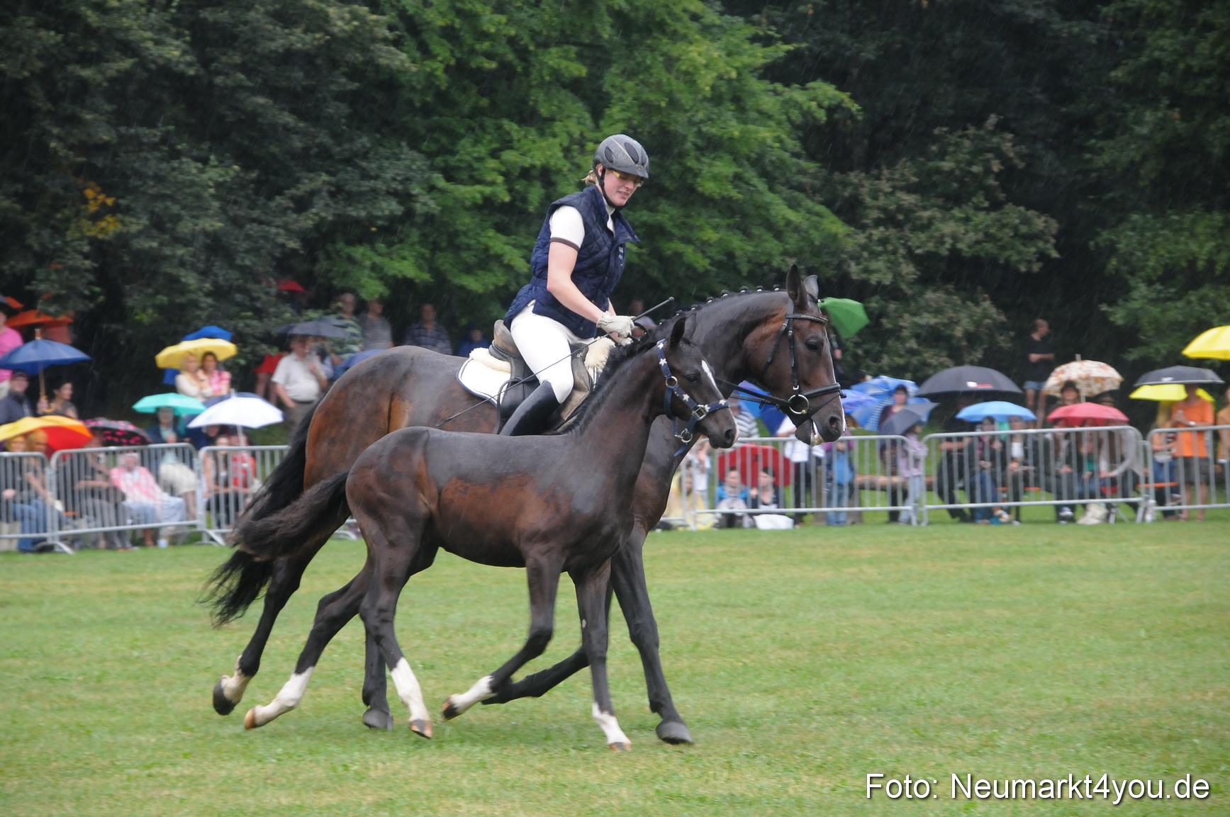 Pferde und Fohlenschau 190813 0152