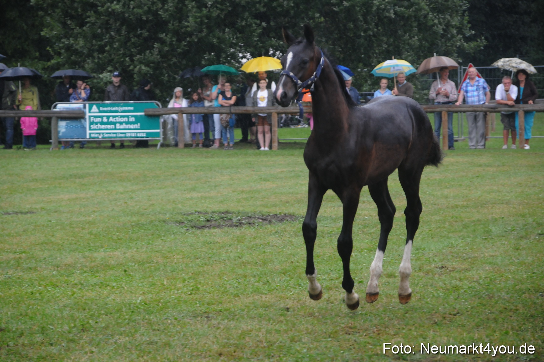 Pferde und Fohlenschau 190813 0153
