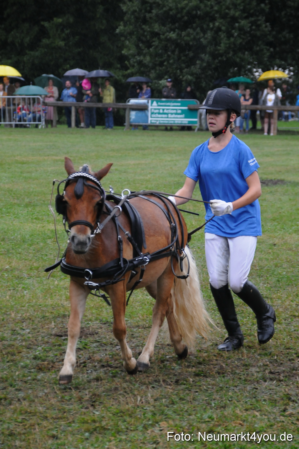 Pferde und Fohlenschau 190813 0157