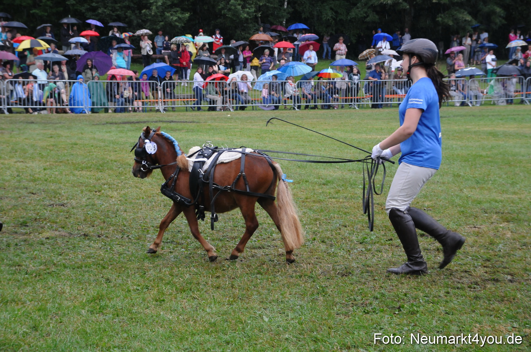 Pferde und Fohlenschau 190813 0158
