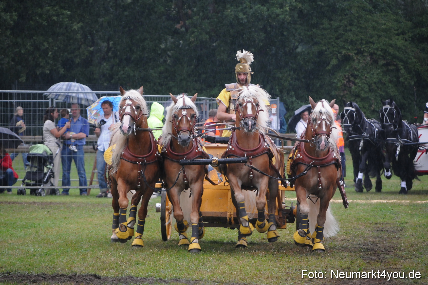 Pferde und Fohlenschau 190813 0159