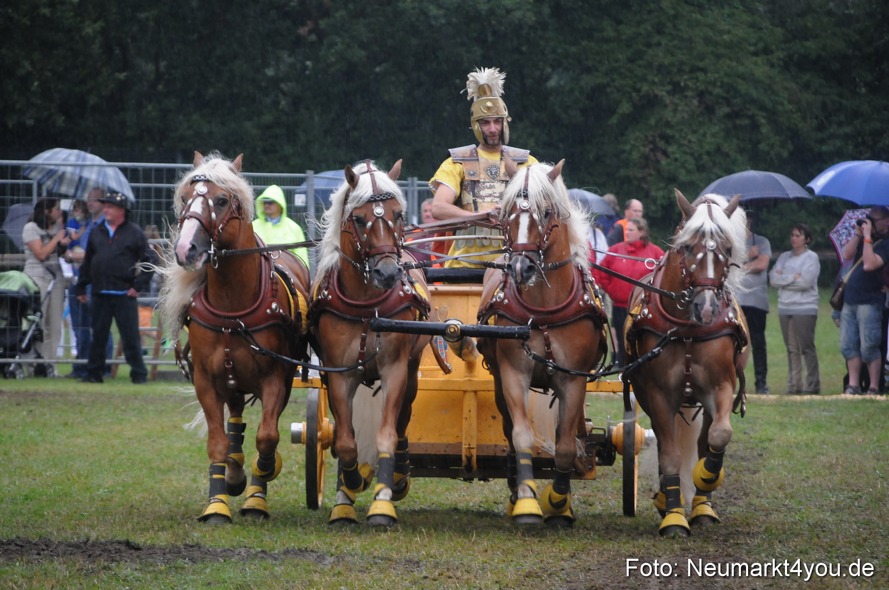Pferde und Fohlenschau 190813 0160
