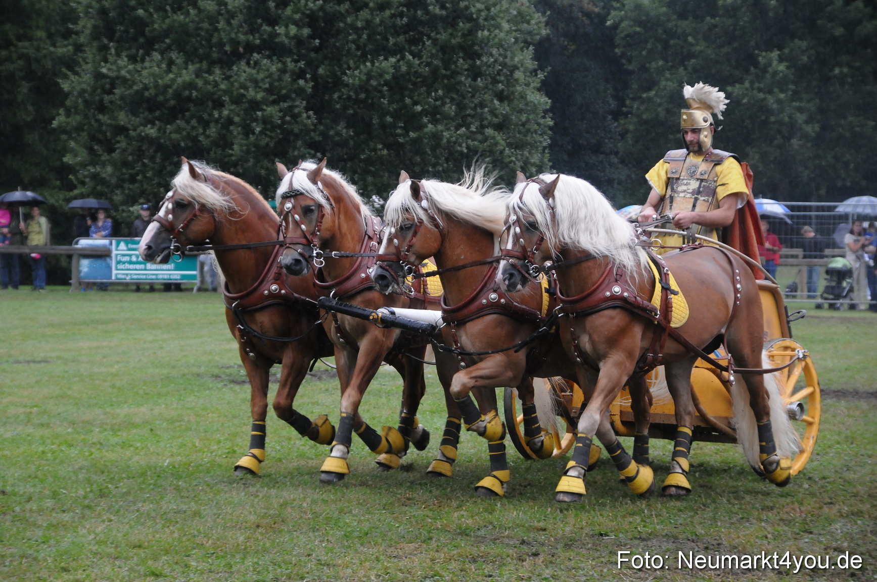 Pferde und Fohlenschau 190813 0161