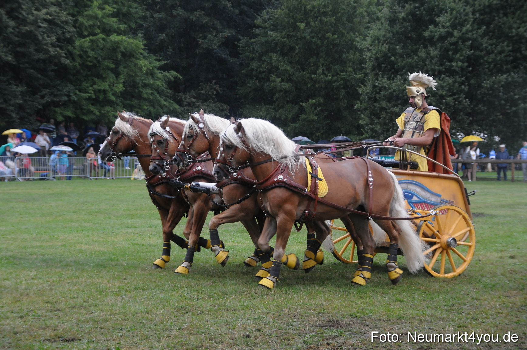 Pferde und Fohlenschau 190813 0162