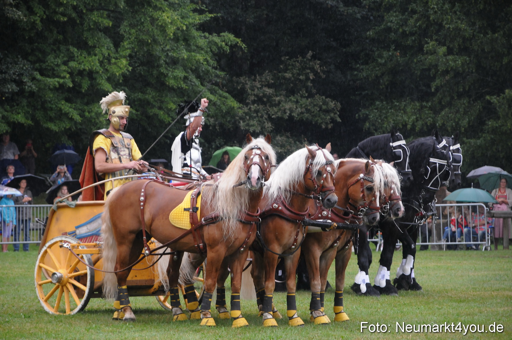 Pferde und Fohlenschau 190813 0166