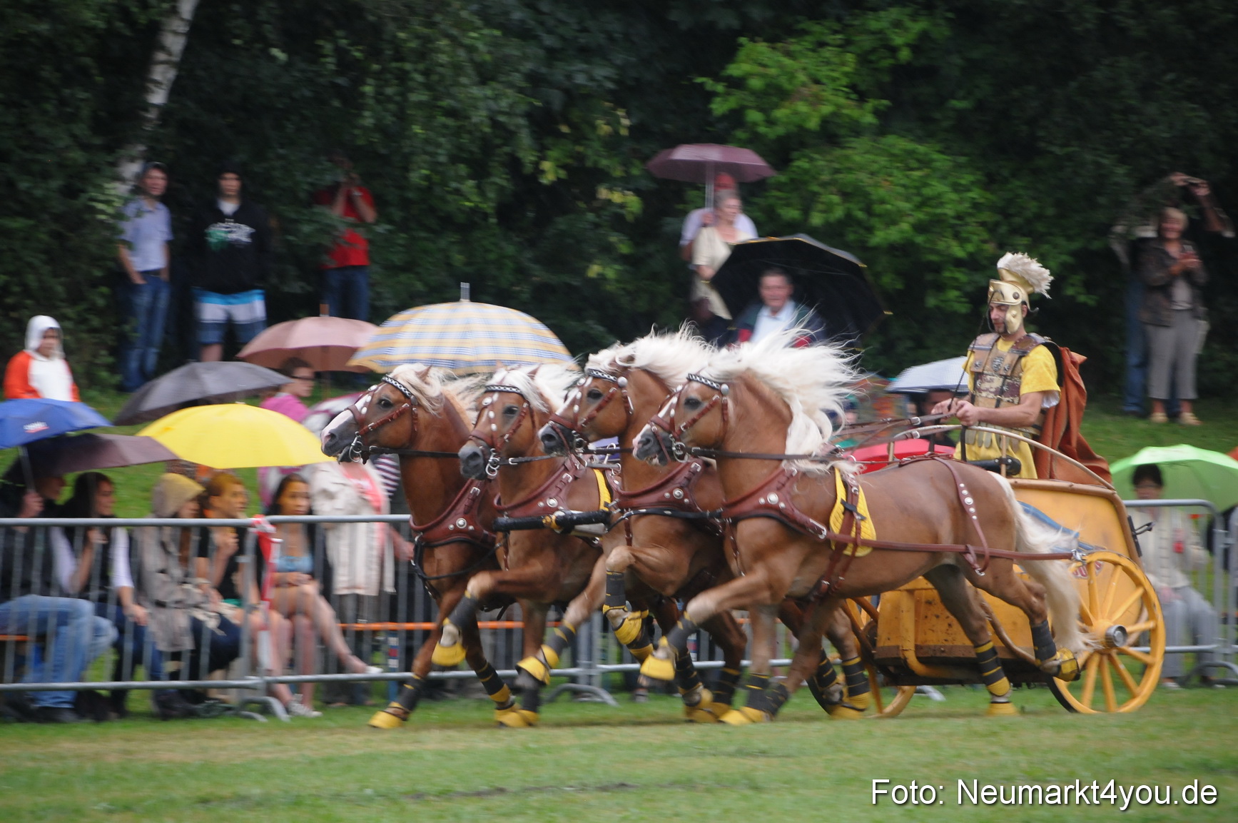 Pferde und Fohlenschau 190813 0167