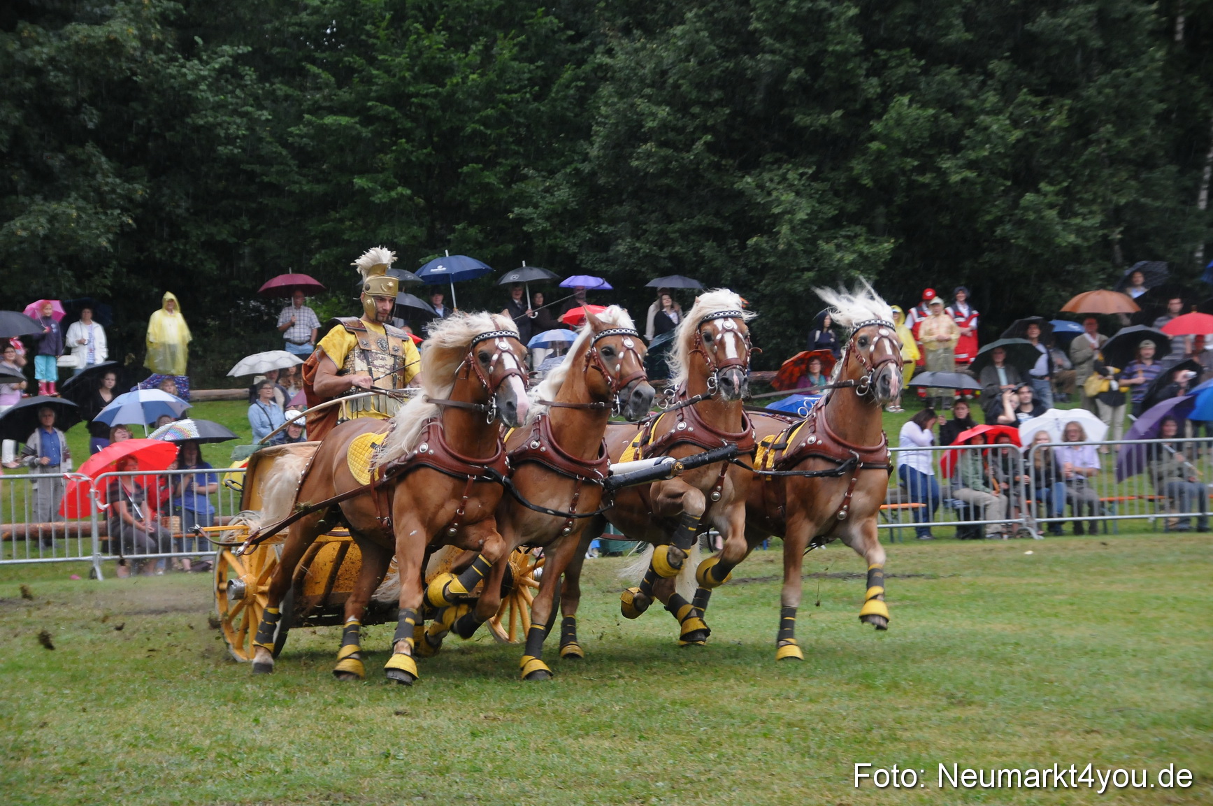 Pferde und Fohlenschau 190813 0169