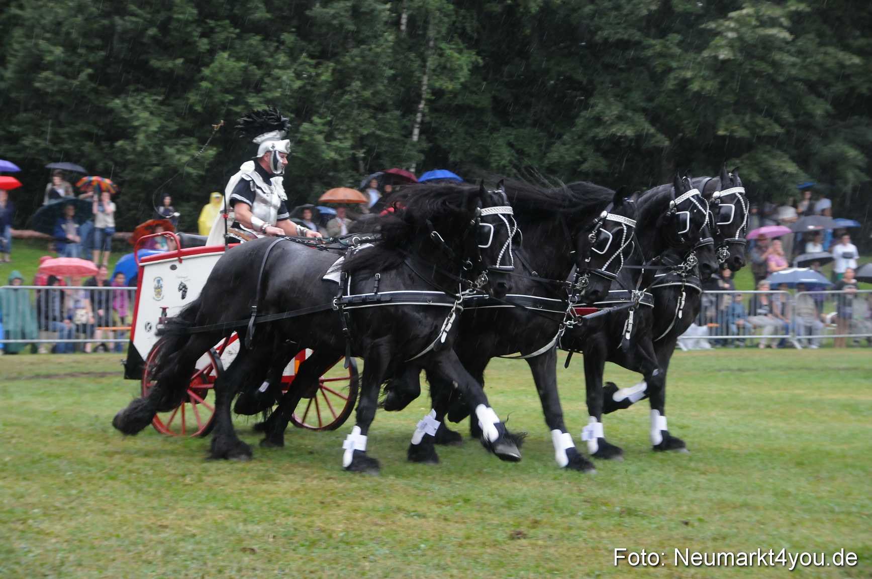 Pferde und Fohlenschau 190813 0171